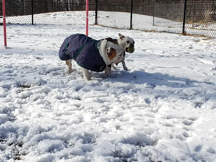 Friends of Beacon Dog Park Picture 2