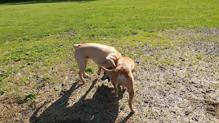 Friends of Beacon Dog Park Picture 3
