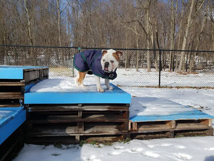 Friends of Beacon Dog Park Picture 5