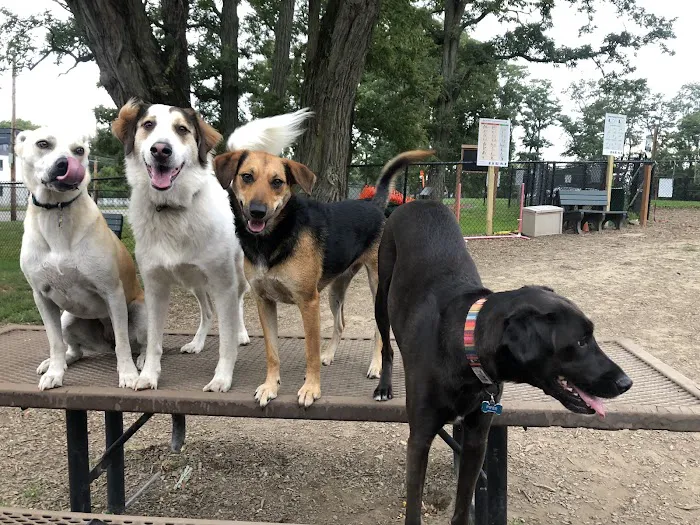 Friends of Beacon Dog Park Picture 8
