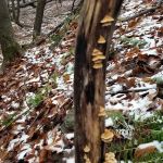 West Mountain State Forest