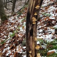 West Mountain State Forest ico