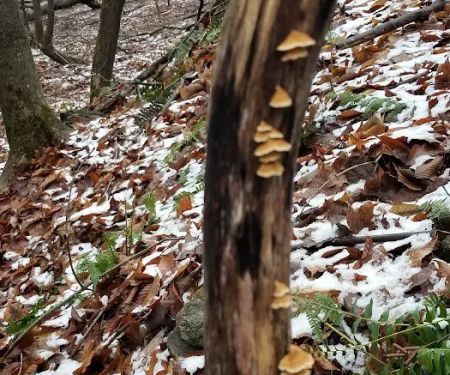 West Mountain State Forest