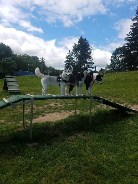 Newtown Park & Bark Picture 9