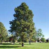 West Side Park II ico