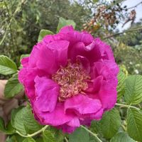 Yale Bioretention Garden ico