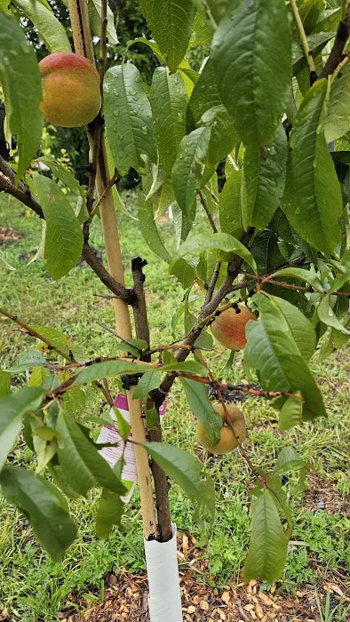 Community Garden of Joy Picture 9