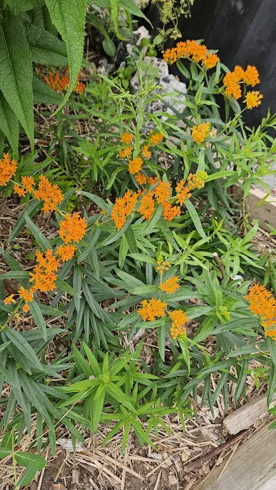 Community Garden of Joy Picture 7