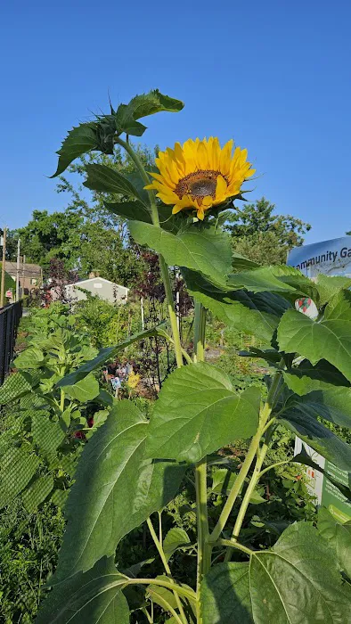 Community Garden of Joy Picture 6