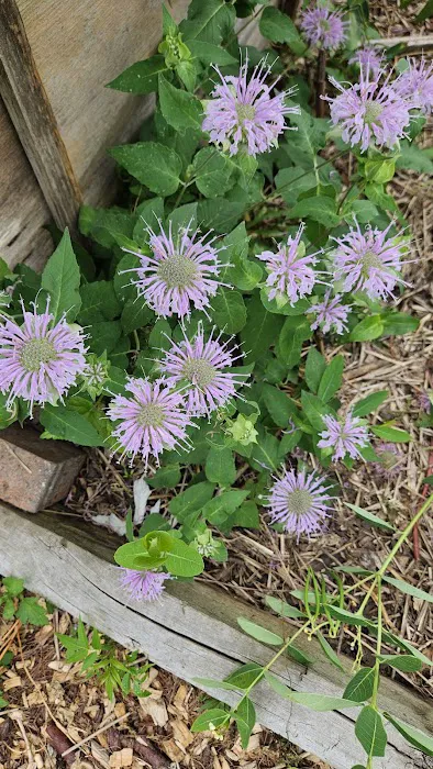 Community Garden of Joy Picture 5