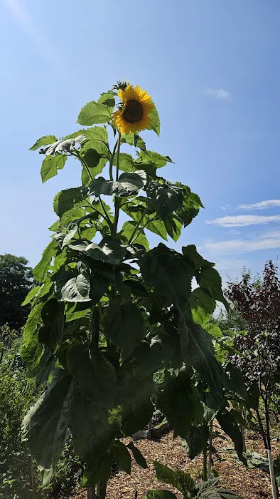 Community Garden of Joy Picture 3