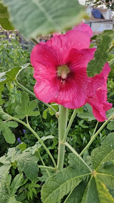 Community Garden of Joy Picture 2