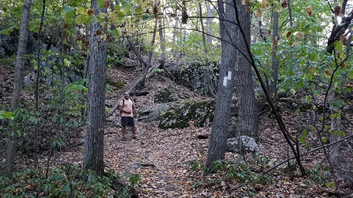 Appalachian Trail at Hammersley Ridge, NY Picture 10
