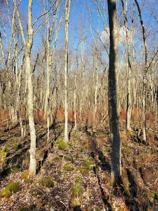 Mallory Preserve Picture 1
