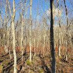 Mallory Preserve