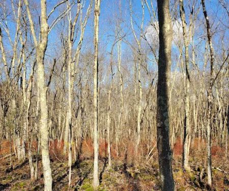 Mallory Preserve