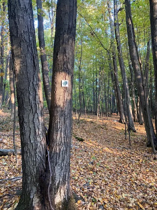 Irene's Woods Preserve Picture 1