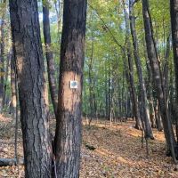 Irene's Woods Preserve ico