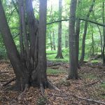 Butler Manor Woods