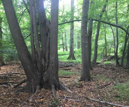 Butler Manor Woods