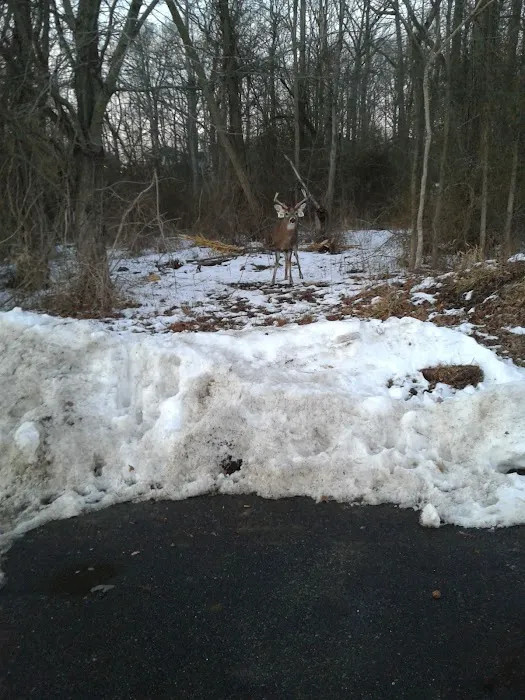 Hybrid Oak Woods Park Picture 7