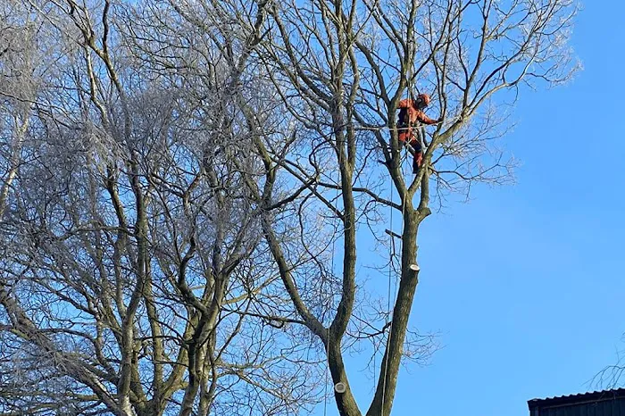 Arevalo Tree Services & Landscaping Picture 5
