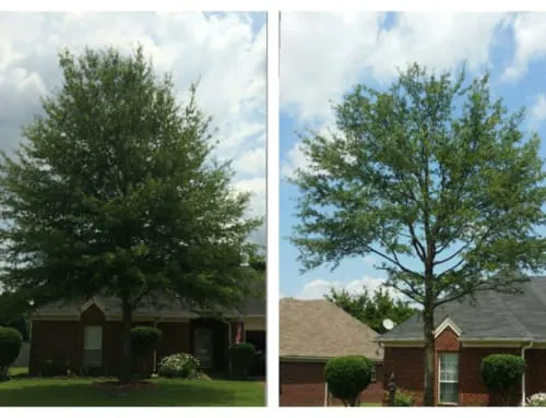 Arevalo Tree Services & Landscaping Picture 1