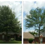 Arevalo Tree Services & Landscaping