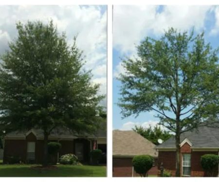 Arevalo Tree Services & Landscaping