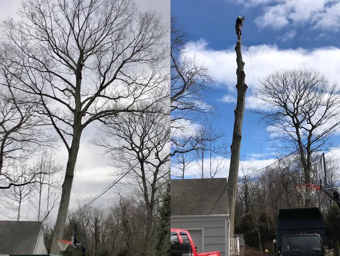 Arevalo Tree Services & Landscaping Picture 8