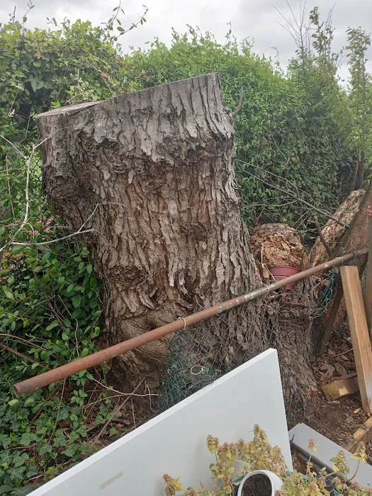 Arevalo Tree Services & Landscaping Picture 9