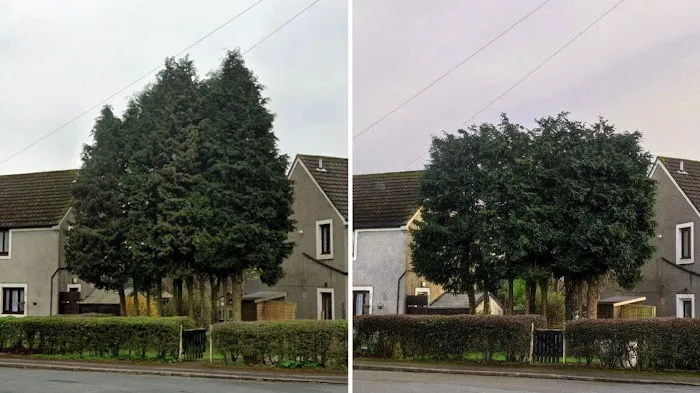 Arevalo Tree Services & Landscaping Picture 7