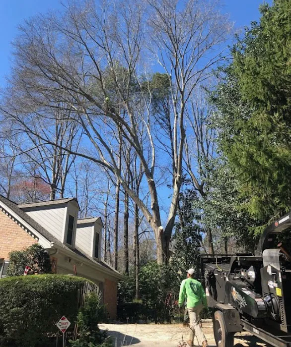 Arevalo Tree Services & Landscaping Picture 6