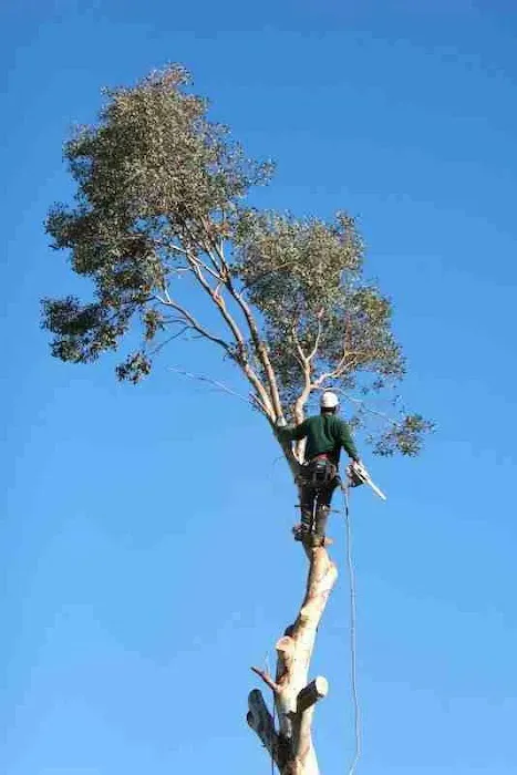 Arevalo Tree Services & Landscaping Picture 3