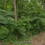 Haskins Park