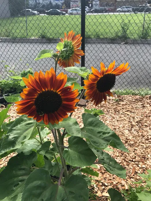 Lincoln Park Community Garden Picture 4