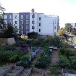 Lincoln Park Community Garden