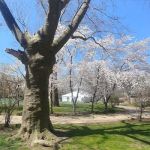 Independence Park