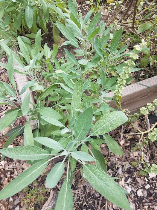 HOV Healthy Haven Garden #2 Picture 4