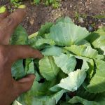HOV Healthy Haven Garden #2