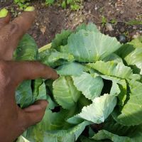 HOV Healthy Haven Garden #2 ico