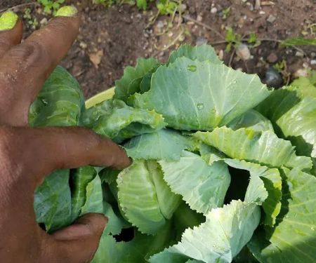 HOV Healthy Haven Garden #2
