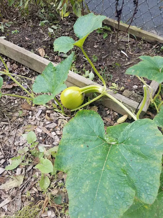 HOV Healthy Haven Garden #2 Picture 6