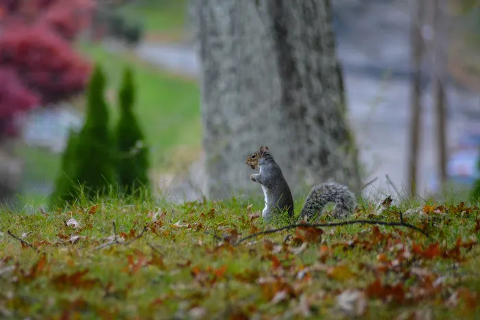 Mountain Park Picture 6