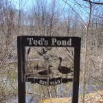 Ted's Pond