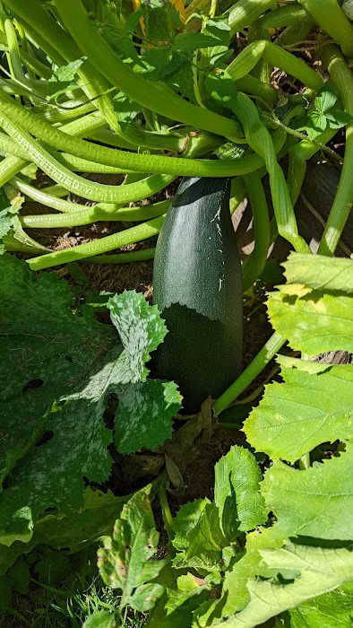 Maplewood Community Garden Picture 4