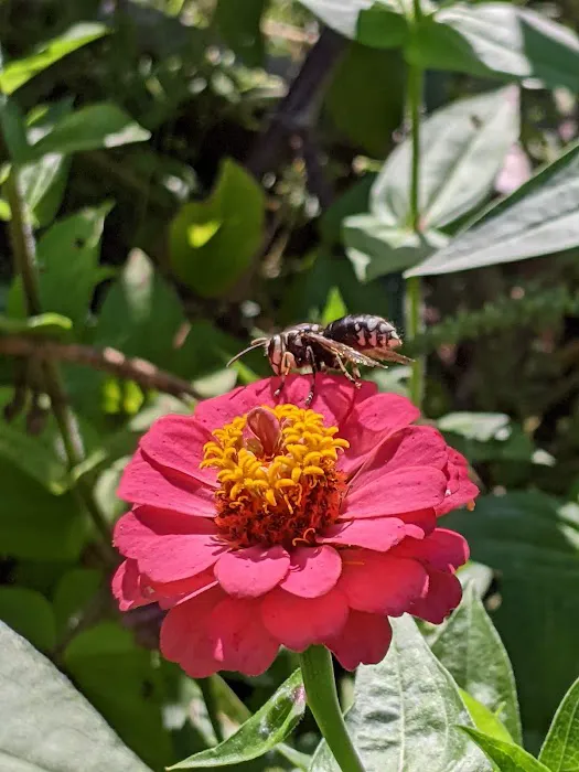 Maplewood Community Garden Picture 5