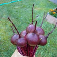 Maplewood Community Garden ico