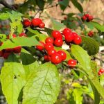 Great Swamp Watershed Association - Conservation Management Area