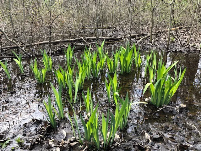Great Swamp Watershed Association - Conservation Management Area Picture 2